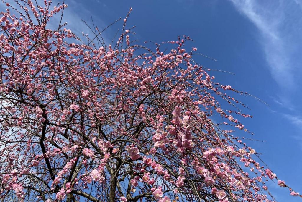 梅の花はこれからが見ごろ