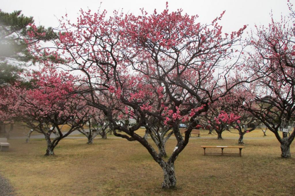 紅梅全体