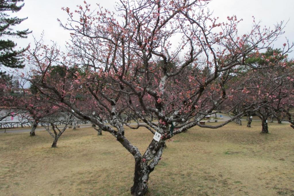 紅梅全体