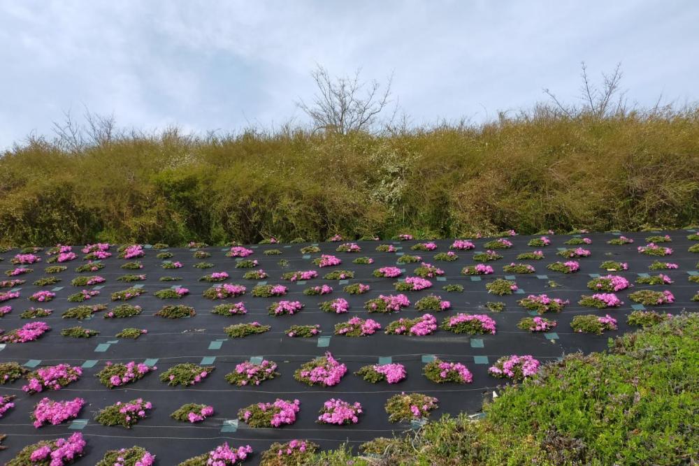 芝桜