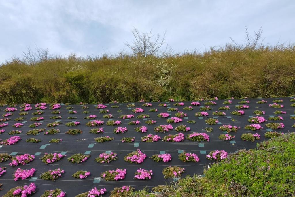 芝桜