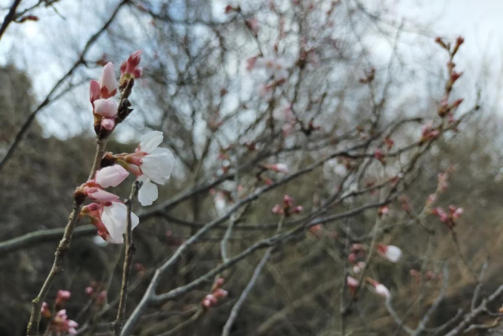 江戸彼岸桜