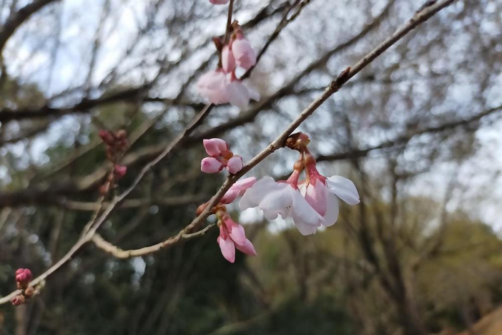 江戸彼岸桜