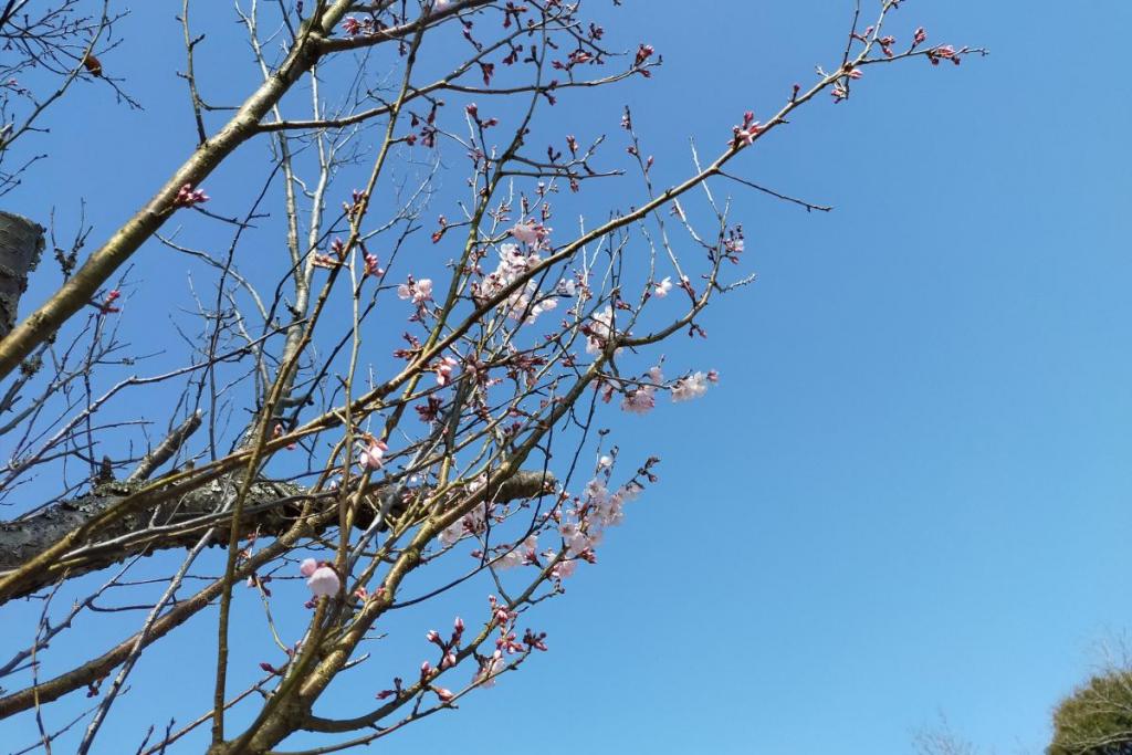 江戸彼岸桜