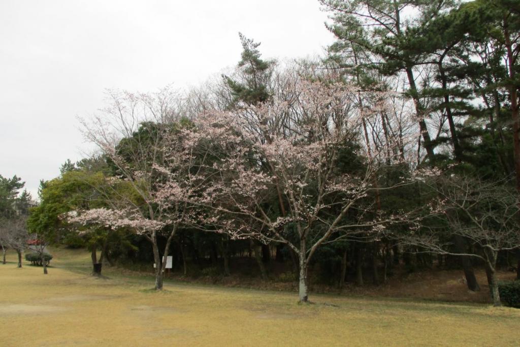 淡墨桜全体