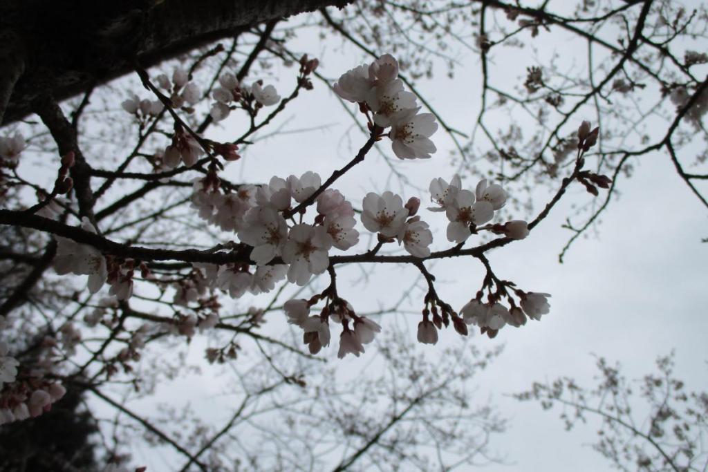 淡墨桜アップ