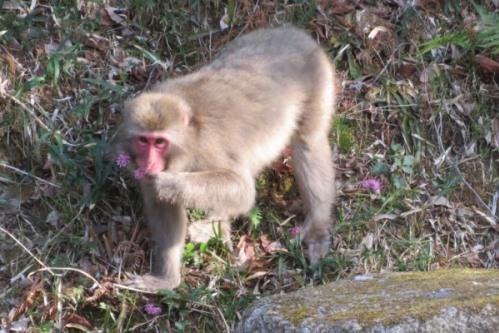 ショウジョウバカマを食すサル