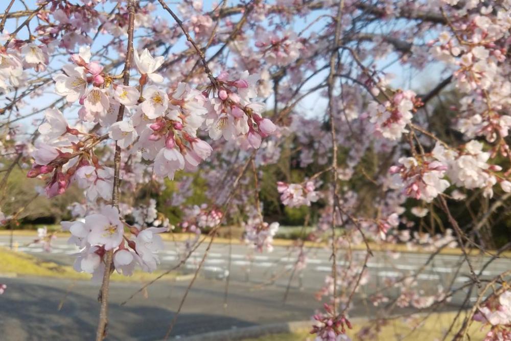 三春の滝