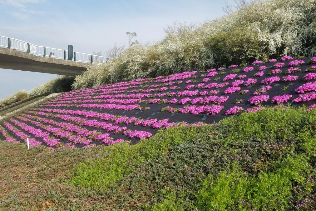 芝桜