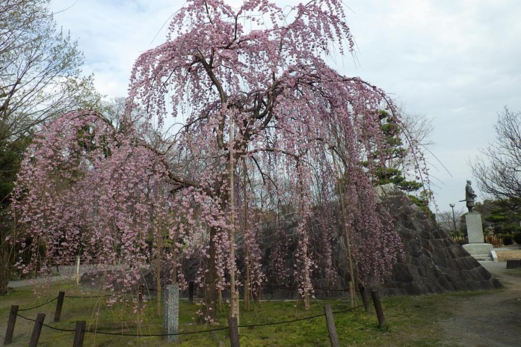 元康像南側の三春の滝桜