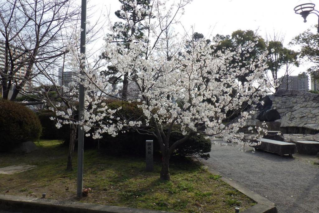 からくり時計塔付近の神代桜