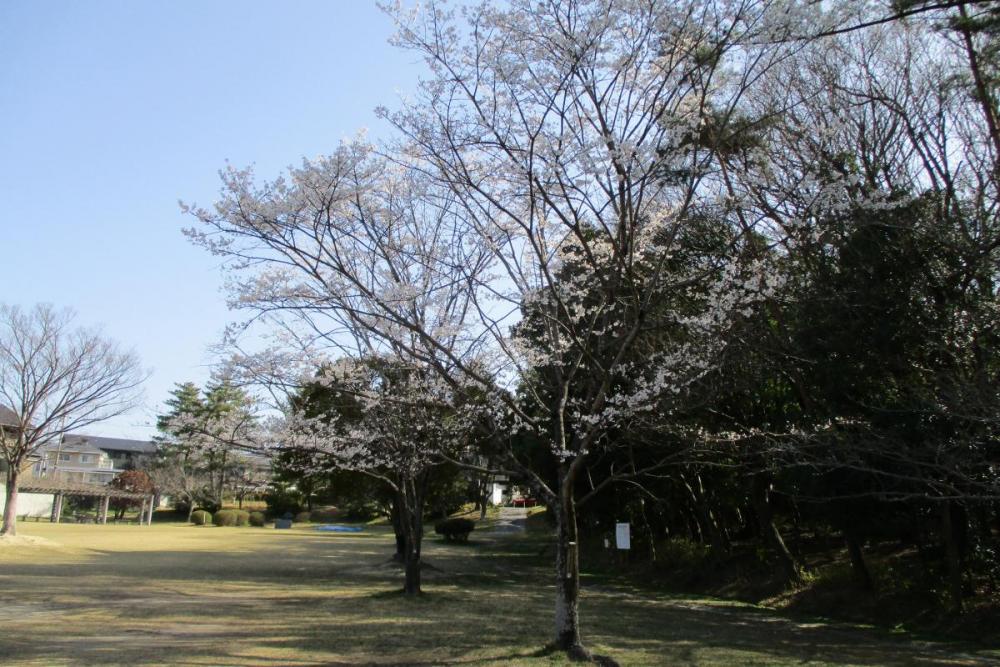 2021年の桜の開花状況です！｜新着情報｜南公園｜岡崎おでかけナビ 