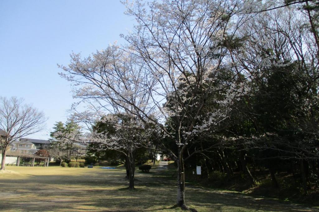 淡墨桜全体
