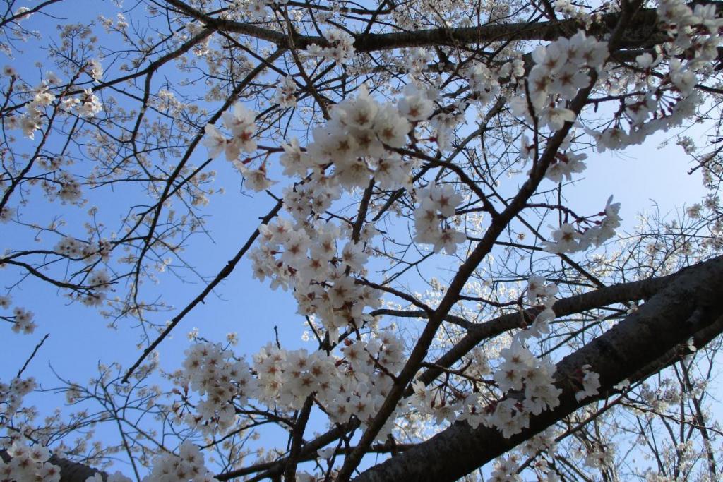 淡墨桜アップ