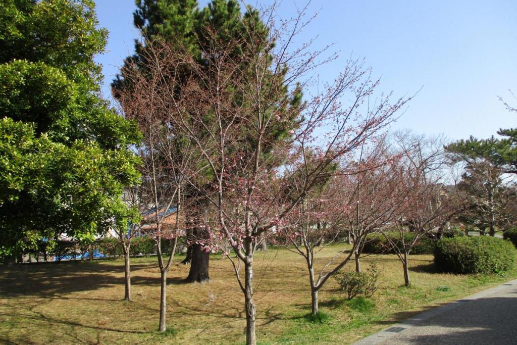 小松乙女全体