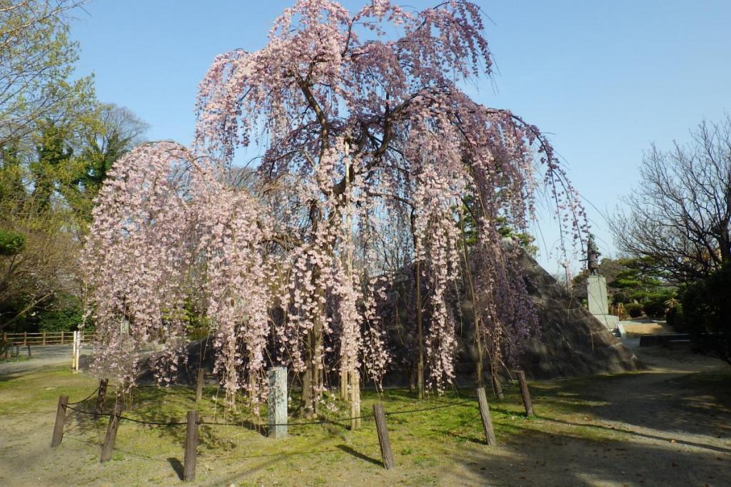 元康像南側の三春の滝桜