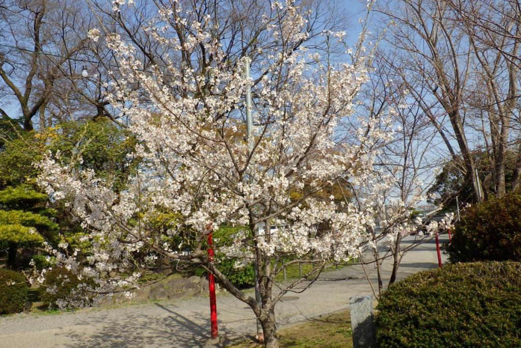 からくり時計塔付近の神代桜