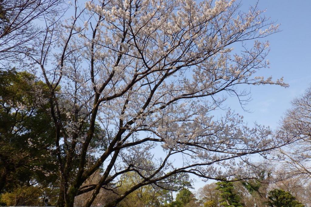 花時計周辺の薄墨の桜