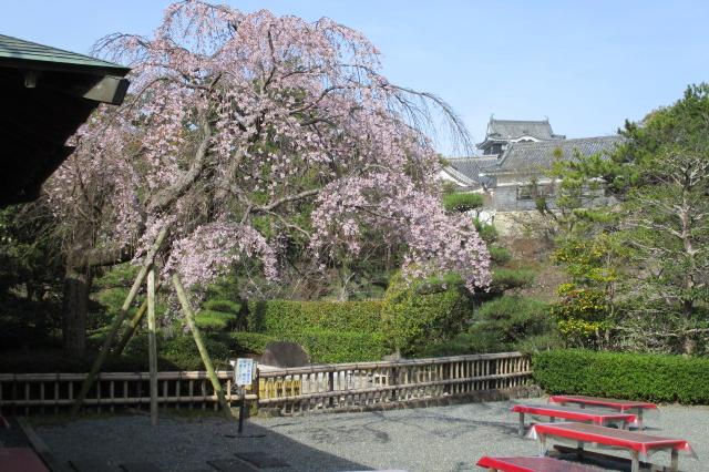 城南亭立礼席 しだれ桜