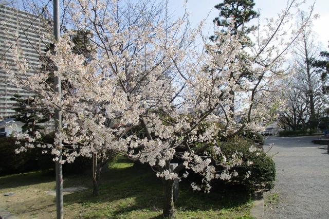 神代桜