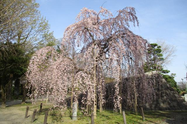 元康像南側「三春の滝桜」