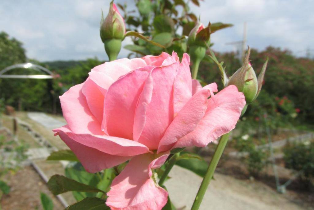 バラも最後の一花を咲かせています