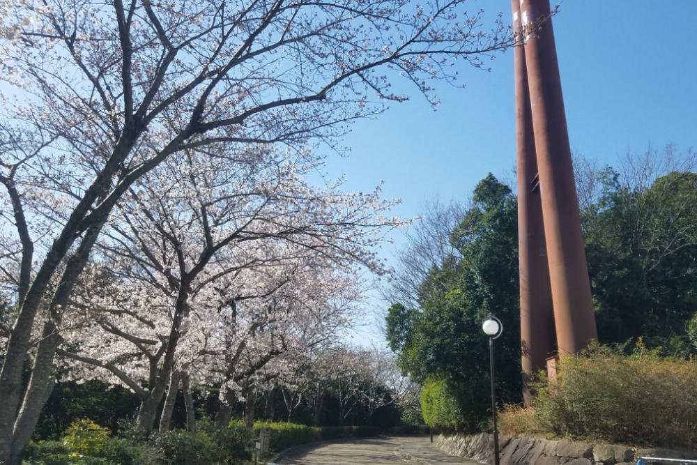 野球場裏のソメイヨシノ