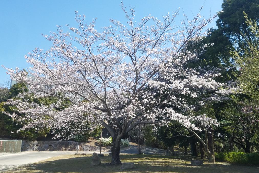 運動広場横のソメイヨシノ