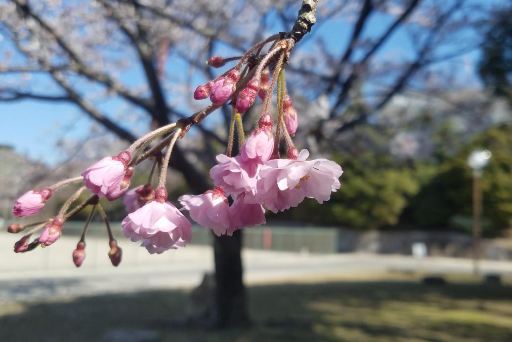 運動広場横の枝垂桜
