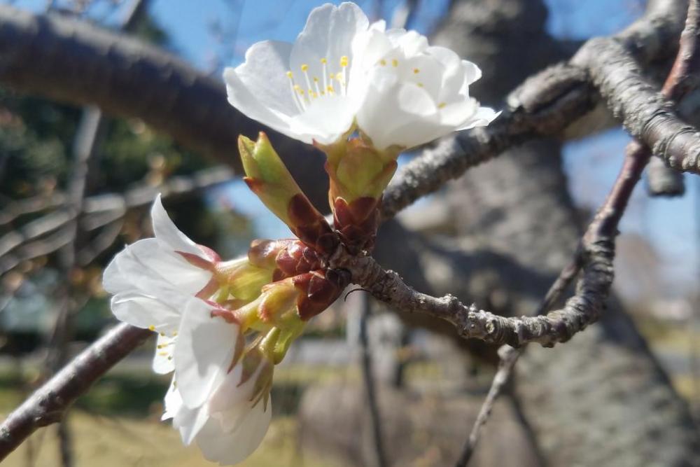 球技場横の家康桜