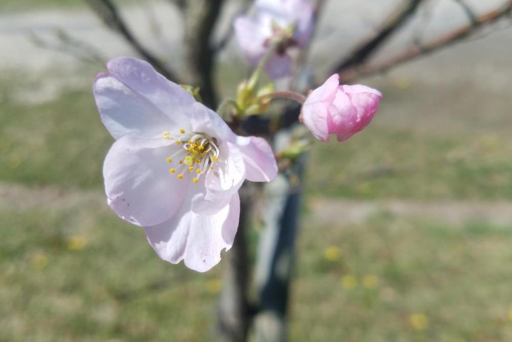 多目的広場の神代曙