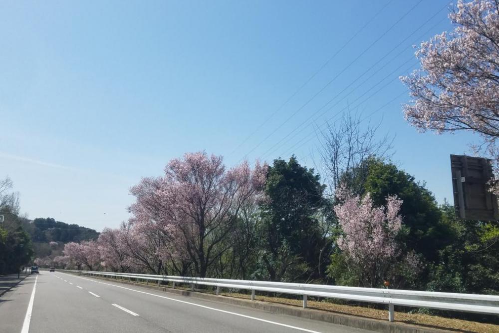 江戸彼岸桜