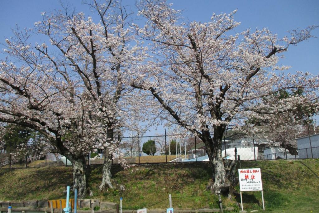 染井吉野　全体