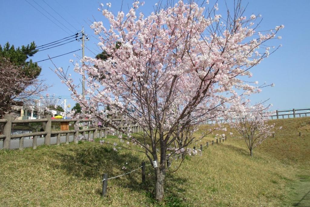 神大曙　全体