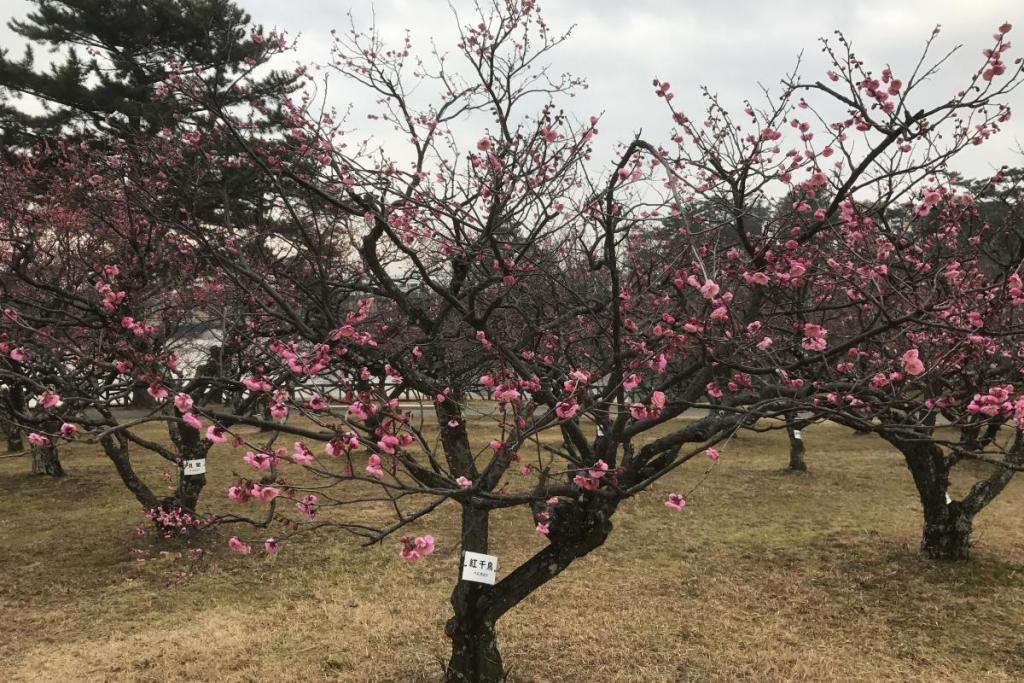 紅梅全体