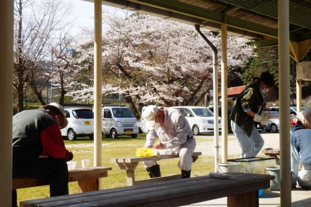 ホタル学校では桜が満開でした！