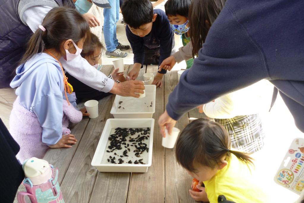 幼虫を紙コップへと移していきます！