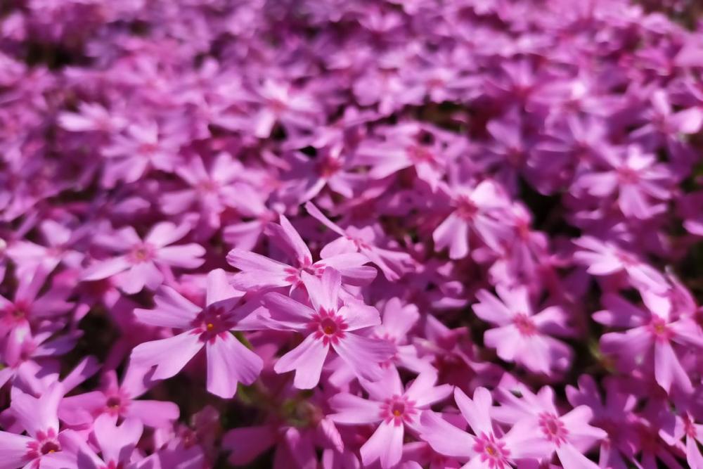 岡崎中央総合公園の花の見ごろ情報 新着情報 中央総合公園 岡崎おでかけナビ 岡崎市観光協会公式サイト