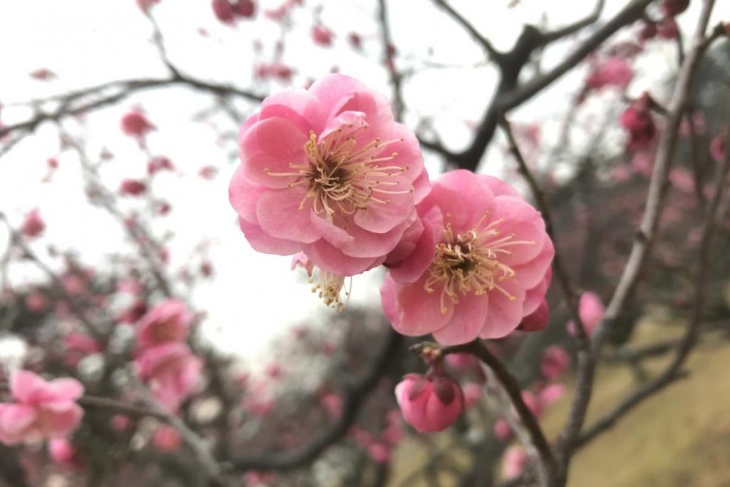 紅梅アップ