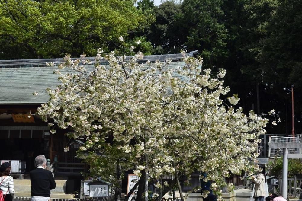 21年上地八幡宮鬱金桜 うこんざくら の開花情報はこちら 新着情報 岡崎おでかけナビ 岡崎市観光協会公式サイト