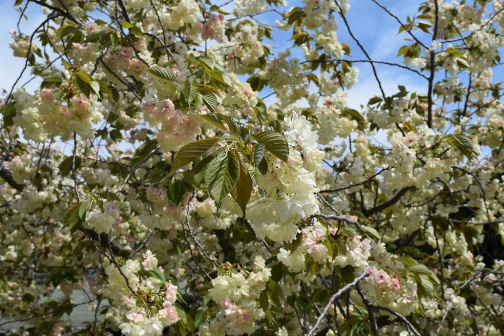 21年上地八幡宮鬱金桜 うこんざくら の開花情報はこちら 新着情報 岡崎おでかけナビ 岡崎市観光協会公式サイト