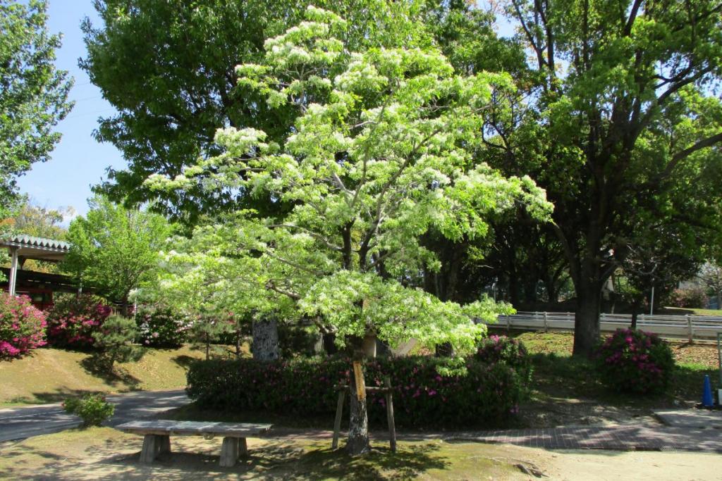 なんじゃもんじゃの木全体