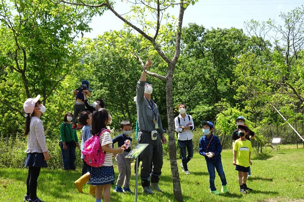 あそこにあんずの実がなってる。