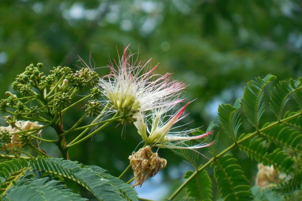 ネムノキ花(6月)