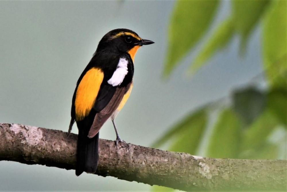 キビタキ(夏鳥、6月)