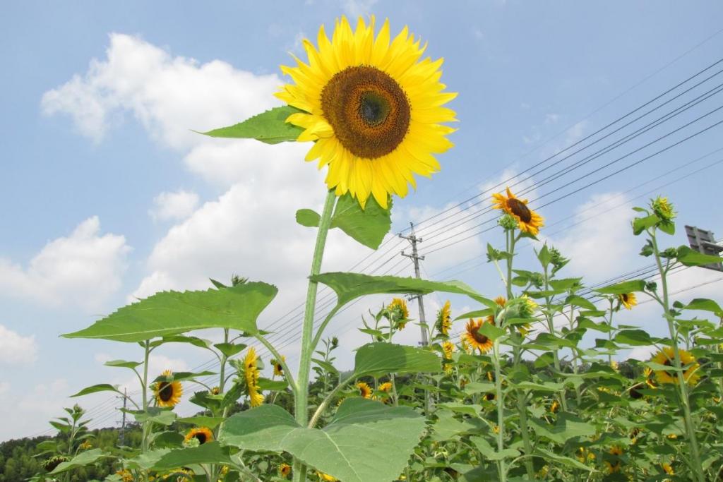 ひまわりには「青空」が一番似合います