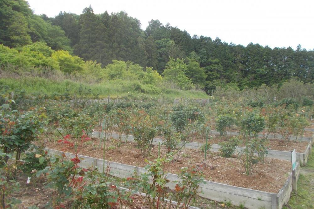 見頃はまだ先です。少しですが花を咲かせています。