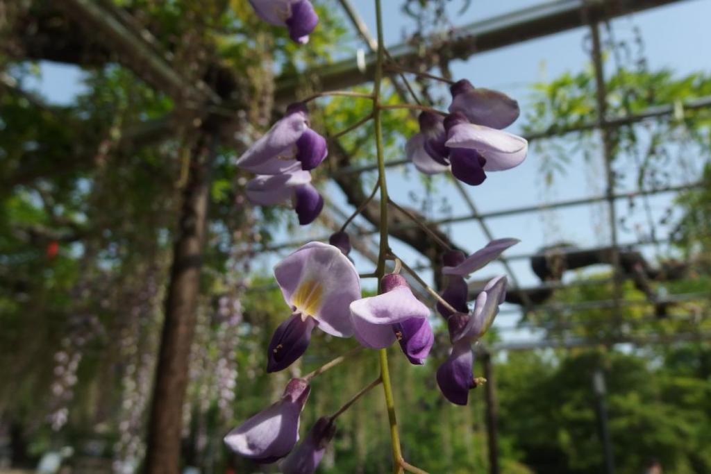 探せば何とかきれいな花もあります。