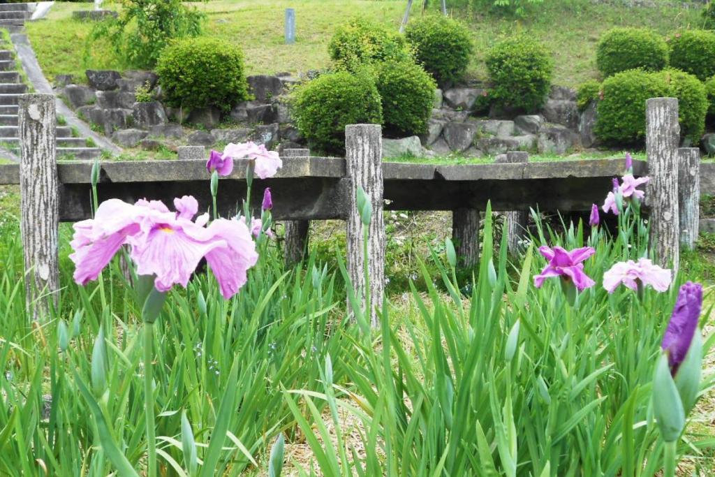 「龍城の桜」。岡崎生まれ。