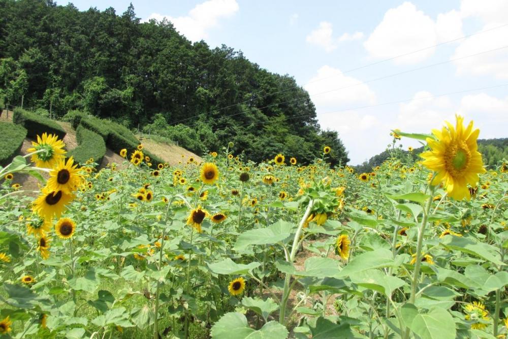 お約束の「ジンヤ」の字入り写真です